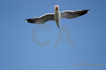 Sky flying animal blue bird.