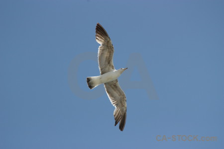 Sky flying bird animal.