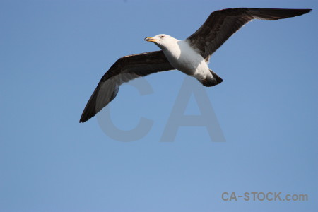 Sky flying bird animal.