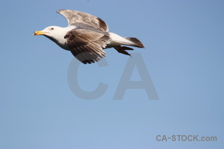 Sky flying bird animal.