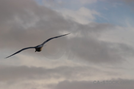 Sky flying bird animal gray.