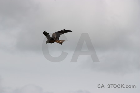 Sky flying gray bird animal.