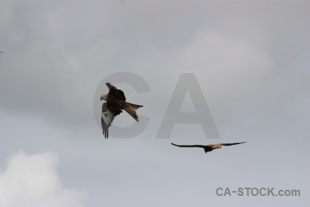 Sky gray animal bird flying.