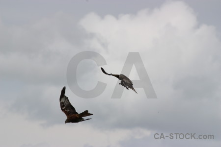 Sky gray bird flying animal.