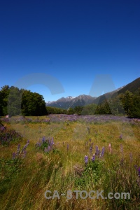 Sky landscape new zealand plant field.