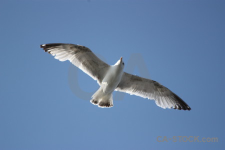 Sky seagull animal bird flying.