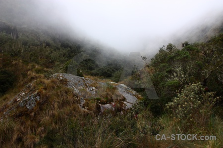 Sky tree andes inca trail south america.