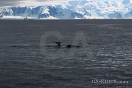 Snow antarctic peninsula whale adelaide island antarctica cruise.