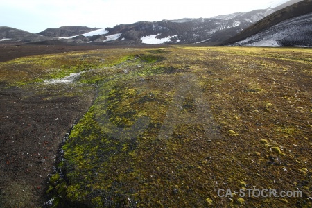 Snow moss south pole day 11 deception island.