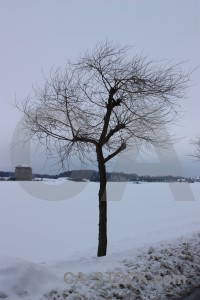 Snow tree landscape winter single.