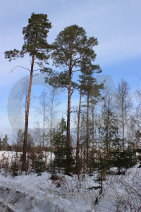 Snow winter landscape.