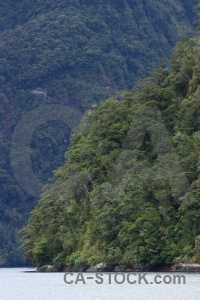 Sound new zealand fiordland south island tree.