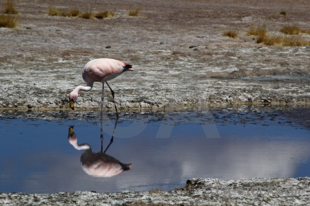 South america altitude andes animal bolivia.