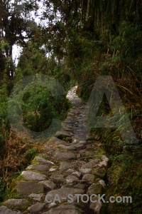 South america altitude tree inca trail.