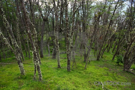 South america branch argentina patagonia grass.