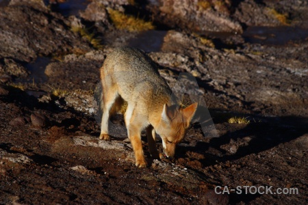 South america culpeo el tatio chile fox.
