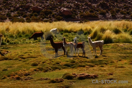 South america grass andes chile machuca.