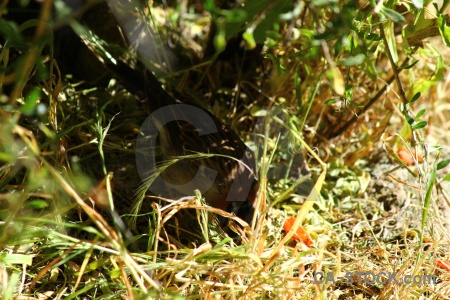 South america grass colca canyon valley bird.