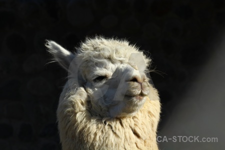 South america peru alpaca arequipa.