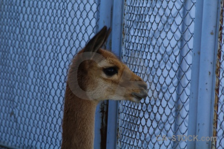 South america peru fence vicugna animal.