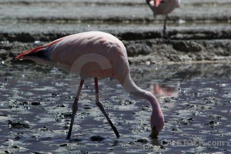 South america reflection animal bolivia salt.