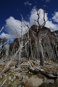 South america rock circuit trek tree mountain.