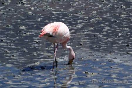 South america salt lake animal flamingo laguna hedionda.