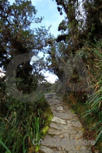 South america tree sky peru stone.