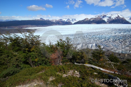 South america tree snowcap torres del paine landscape.