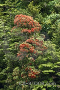 South island fiord doubtful sound tree new zealand.