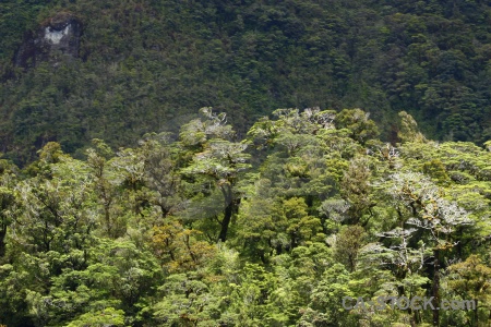 South island fiord mountain tree doubtful sound.