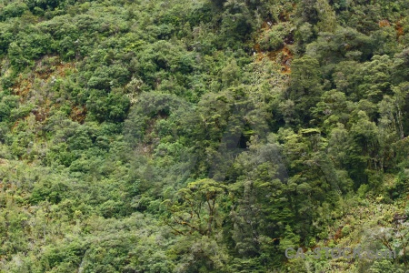 South island fiordland sound tree fiord.