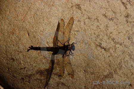 South island insect wing dragonfly stone.