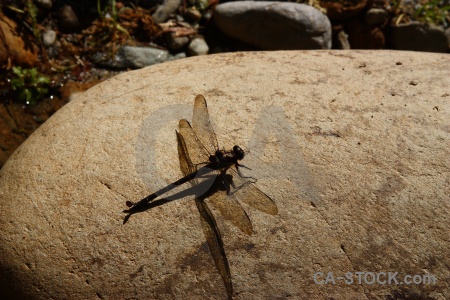 South island new zealand dragonfly rock stone.