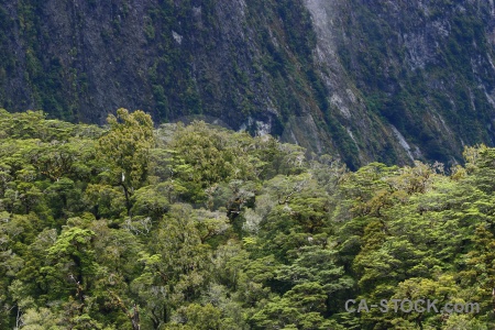 South island sound fiord new zealand tree.