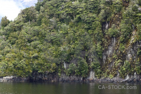 South island sound tree fiordland fiord.