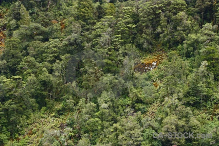 South island tree doubtful sound new zealand fiord.