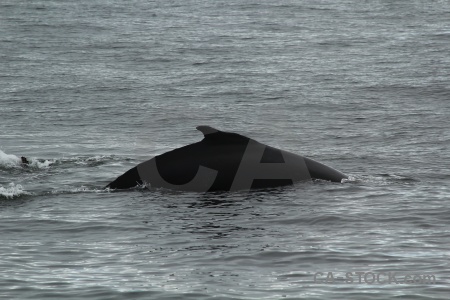 South pole antarctic peninsula whale day 6 adelaide island.