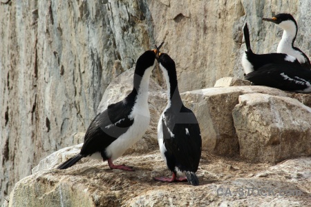 South pole antarctica cruise antarctic peninsula bird wilhelm archipelago.