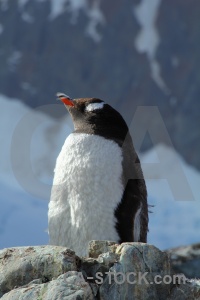 South pole antarctica rock snow wilhelm archipelago.