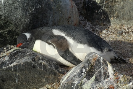 South pole chick petermann island rock antarctica.