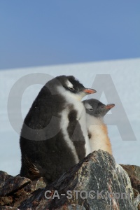 South pole day 8 gentoo sky wilhelm archipelago.