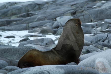 South pole fur seal day 10 snow wiencke island.