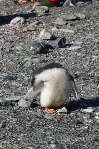 South pole gentoo wilhelm archipelago antarctica cruise.