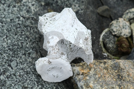 South pole horseshoe island antarctica cruise rock bone.