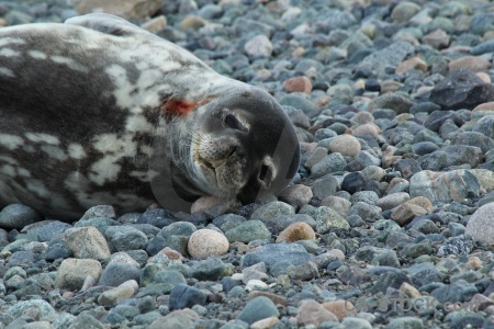 South pole millerand island seal weddell antarctica cruise.