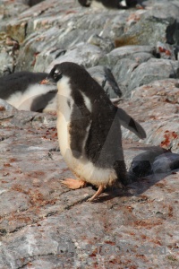 South pole petermann island animal feces wilhelm archipelago.