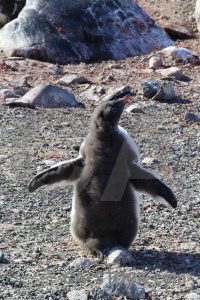 South pole petermann island antarctic peninsula antarctica cruise rock.