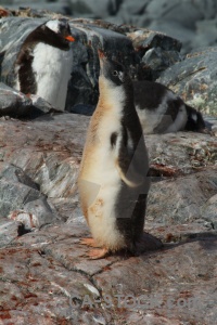 South pole rock antarctica day 8 animal.