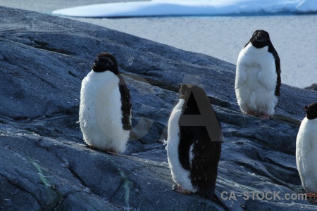 South pole sea penguin antarctica day 8.